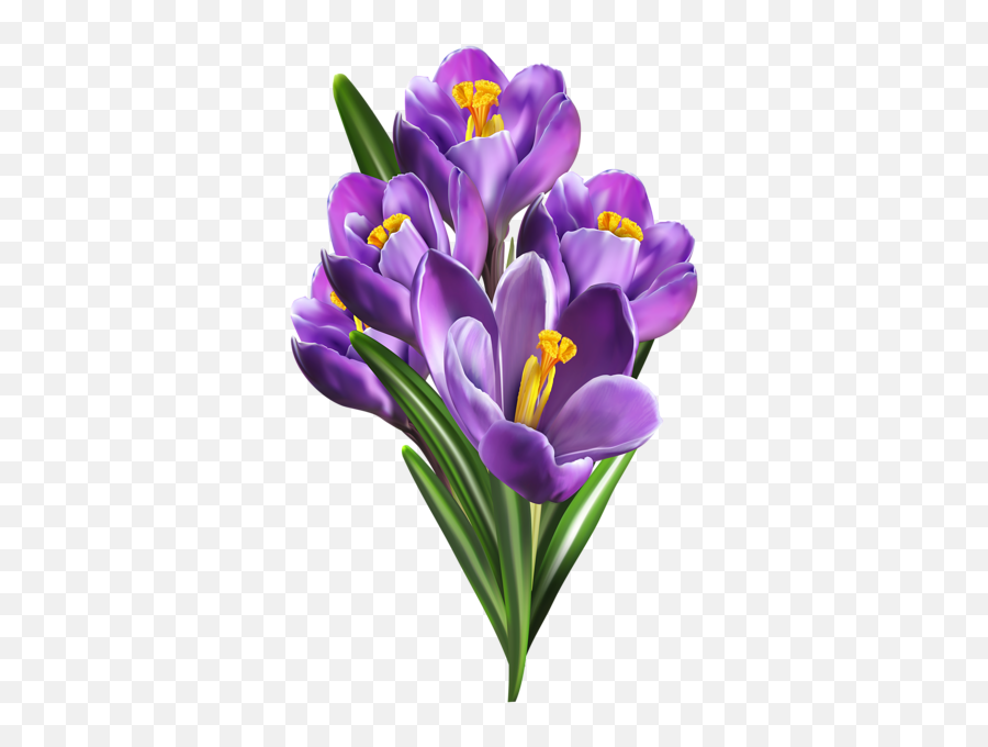 Purple Crocuses Png Clip Art Flower Painting - Crocus Png,Real Flowers Png