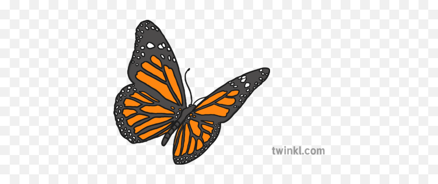 Monarch Butterfly Illustration - Twinkl Monarch Butterfly Black White Png,Monarch Butterfly Png