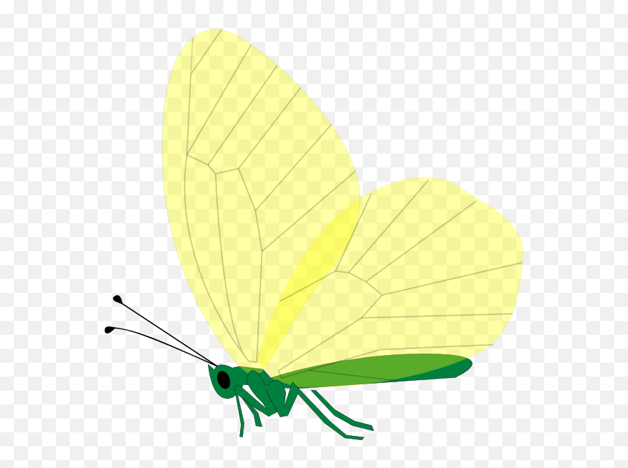 Yellow Butterfly Png Clip Arts For Web - Clip Art,Yellow Butterfly Png