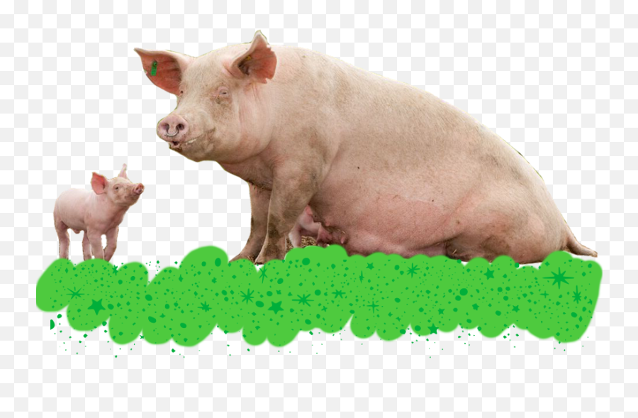 Christmas - Pigs Freedom Farms Domestic Pig Png,Pigs Png