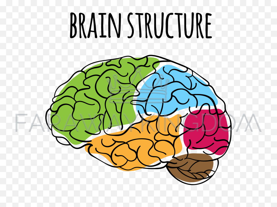 Brain Structure Nervous System Medicine Vector Illustration Png