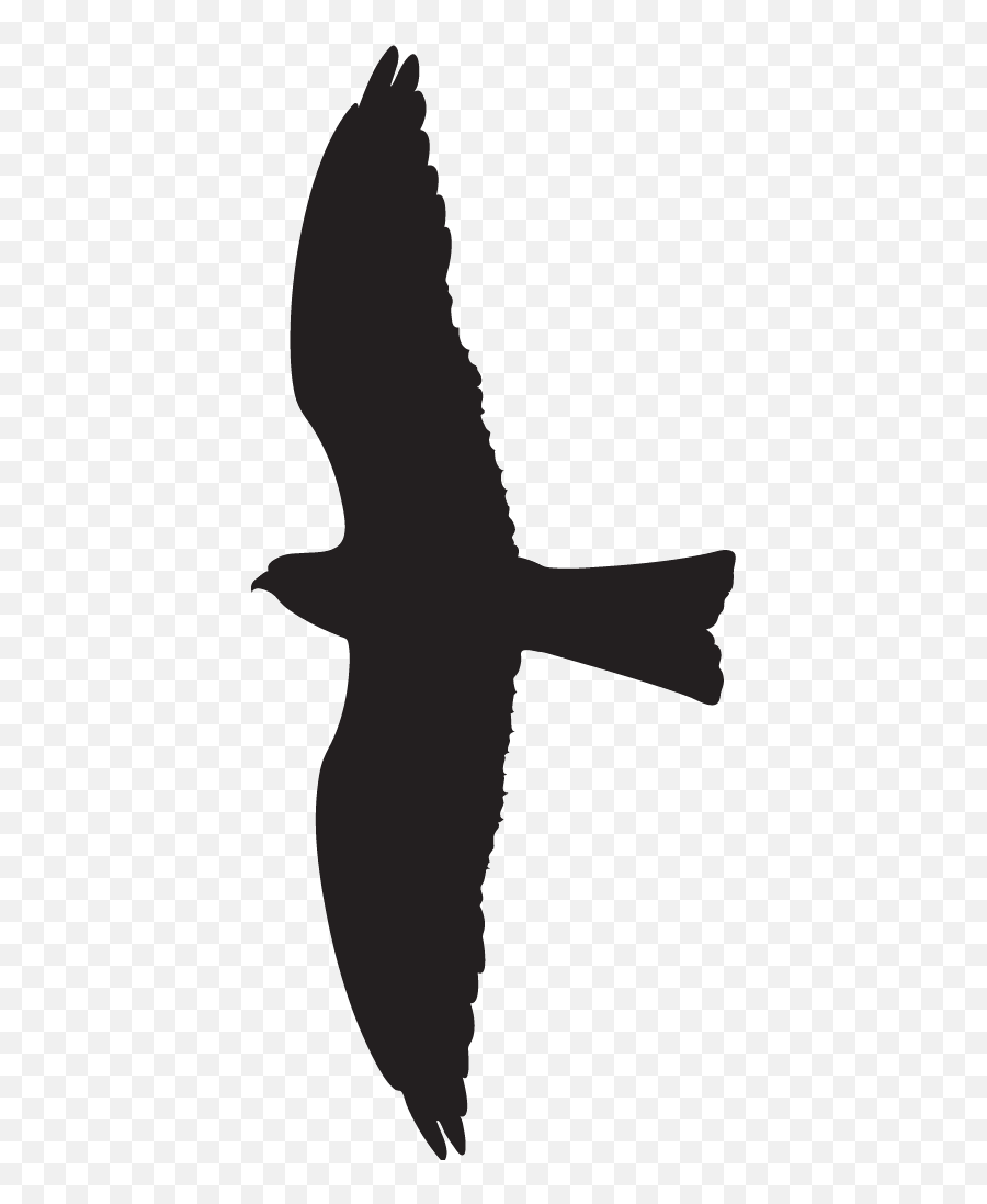Clipart Bird Red Kite Transparent - Black Kite Bird Silhouette Png,Bird Outline Png
