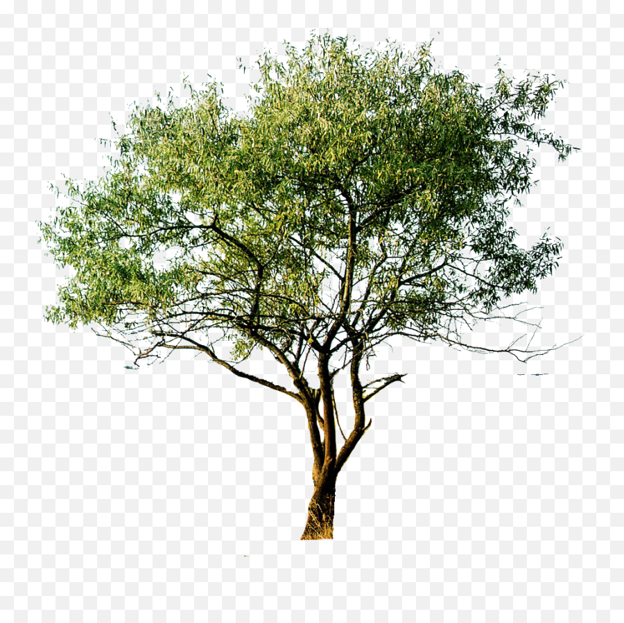 Png Cutout Tree - Millingtonia Hortensis Png,Tree Cutout Png