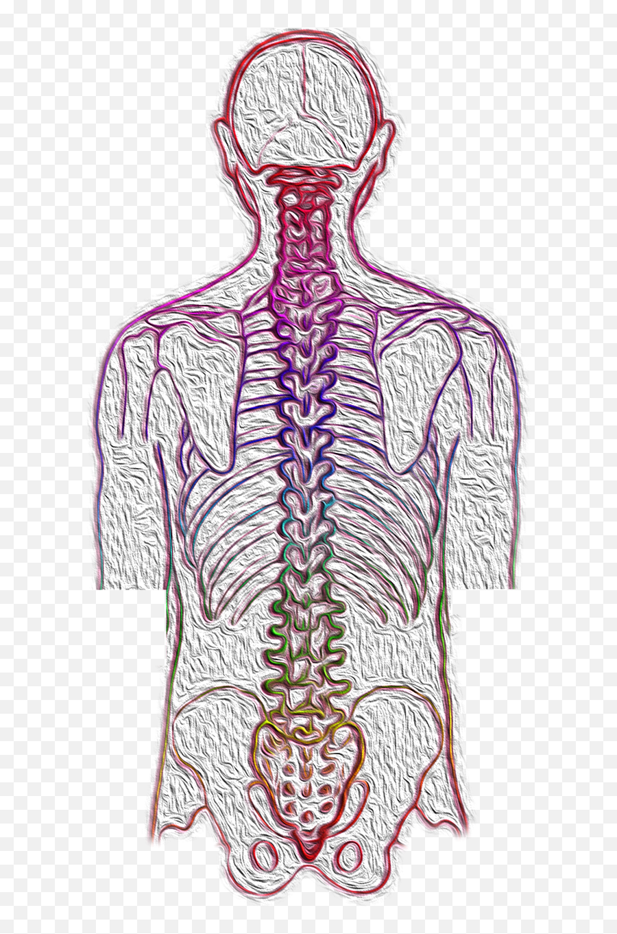 Spine Backache Spinal - Spine Chiropractor Png,Spine Png
