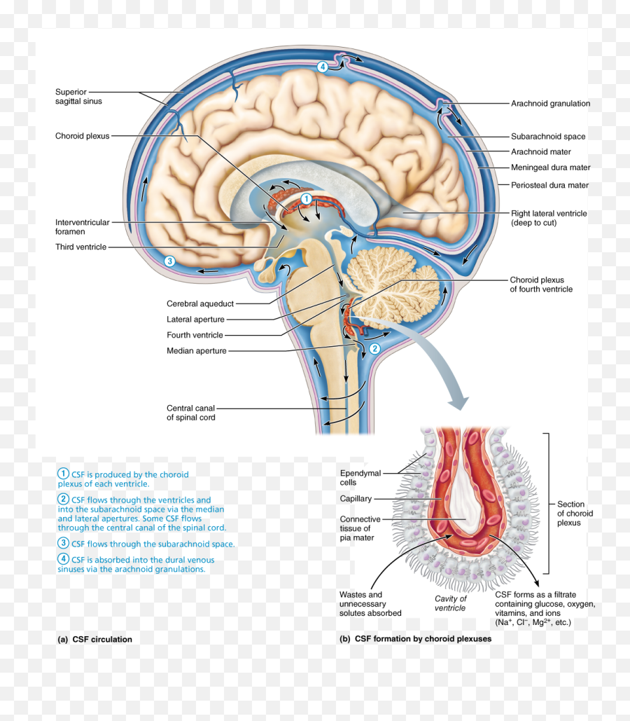 The Brain Central Nervous System - Cerebrospinal Fluid Sheep Brain Png,Nervous System Png