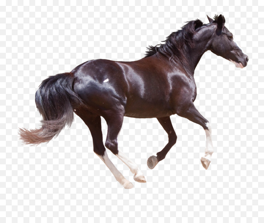 Transparent Clipart Image Black Horse - Black Horse Hd Png,Horse Transparent