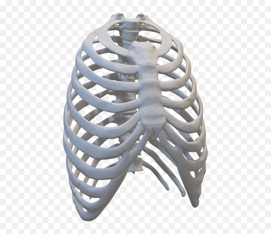 Rib Cage Ribs Human Body Parts - Free Image On Pixabay Rib Png,Rib Cage Png