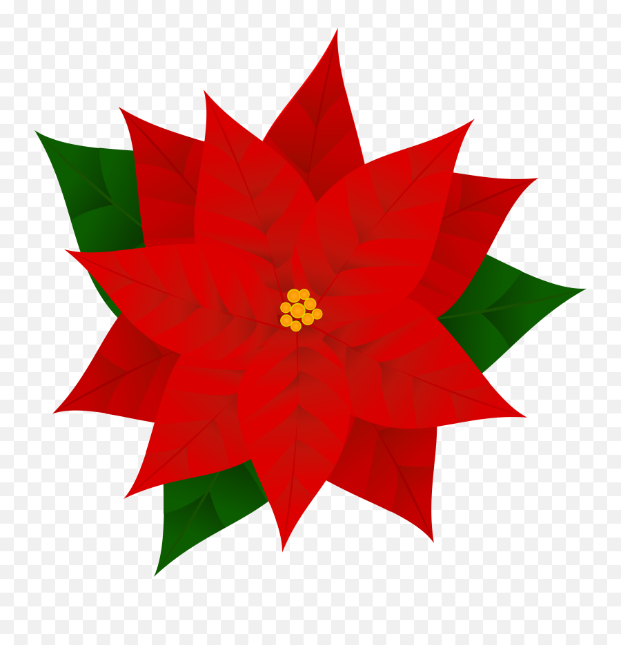 Download Poinsettia Clipart Holiday Free - Transparent Poinsettia Flower Clipart Png,Holiday Background Png