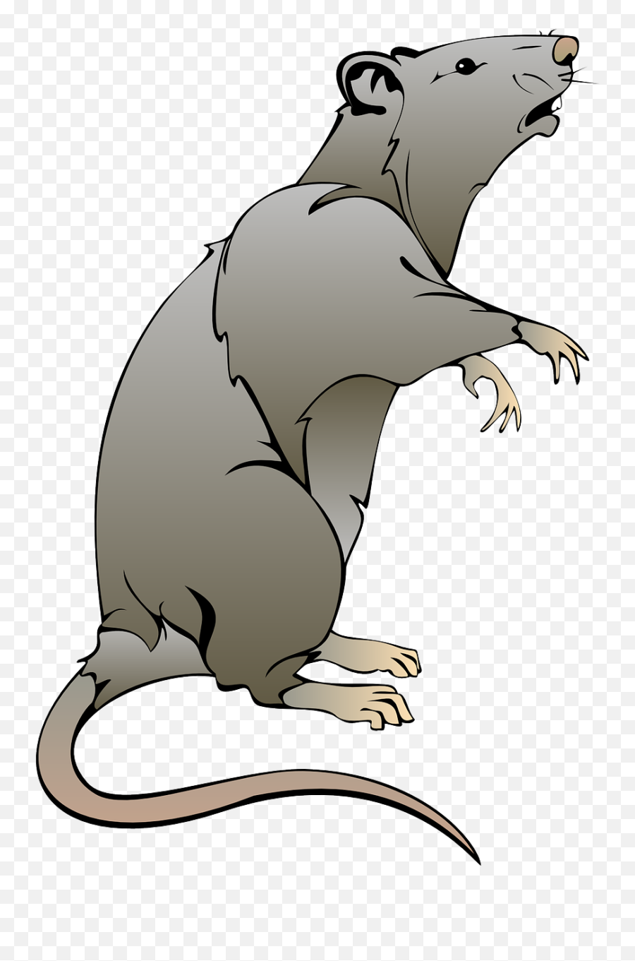 Rat Mouse Clip Art - Rat Clipart Png,Rat Transparent