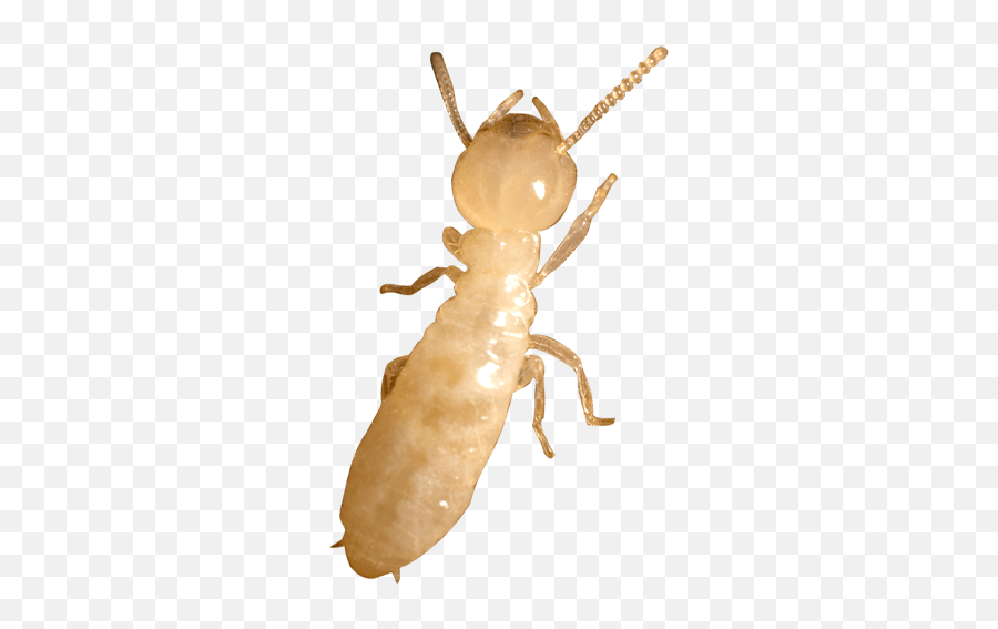 Florida Termite Control - Springtail Png,Termite Png