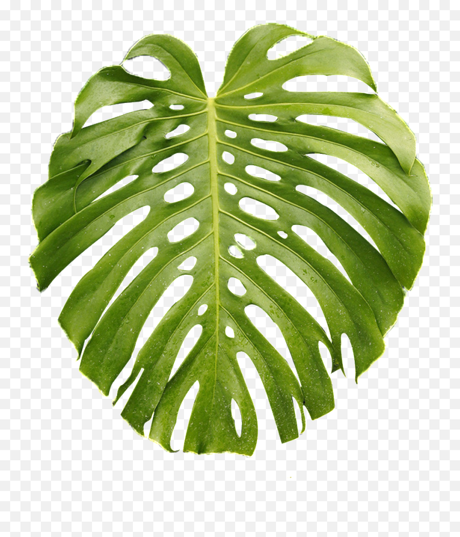 Monstera Leaf Transparent Plant Vector - Green Palm Leaves Transparent Png,Plant Vector Png