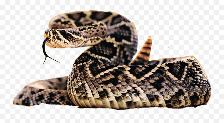 Snake Infested Island Thailand - Diamond Back Rattlesnake Facts Png,Rattlesnake Png