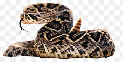Snake Infested Island Thailand - Diamond Back Rattlesnake Facts Png,Rattlesnake Png