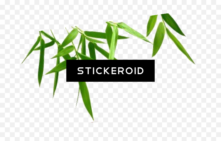 Download Transparent Background Bamboo Hd Png - Hojas Verdes Con Fondo Transparente,Bamboo Png
