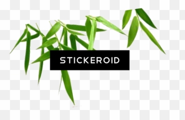 Download Transparent Background Bamboo Hd Png - Hojas Verdes Con Fondo Transparente