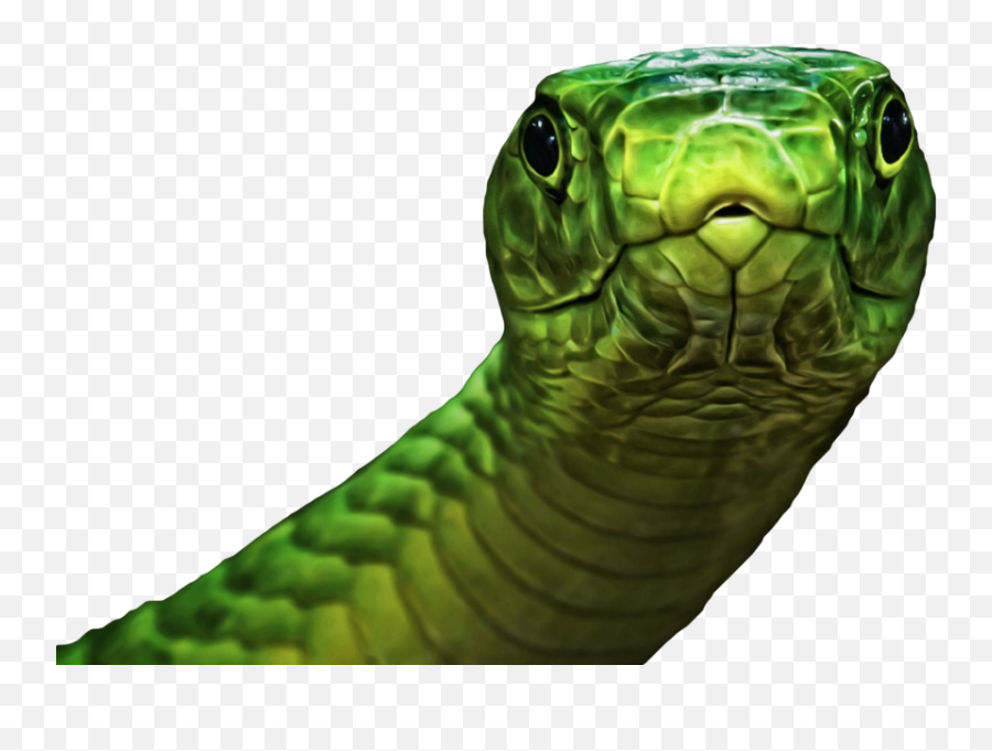 Snake - Green Psd Official Psds Animals Hd Png,Snake Transparent