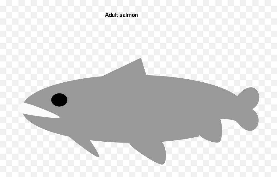 Download Hd Adult Salmon Transparent Png Image - Nicepngcom Fish,Salmon Transparent