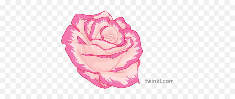 Pink Rose General Flower Plant Secondary Illustration - Twinkl Girly Png,Pink Rose Petals Png