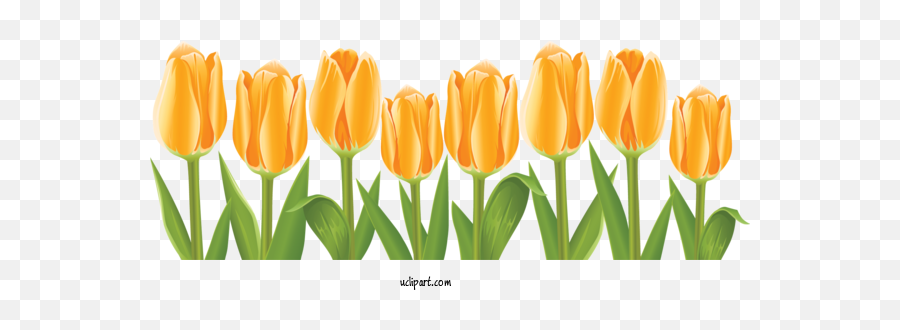 Flowers Tulip Flower Drawing For - Tulips Clip Art Png,Transparent Flower Drawing