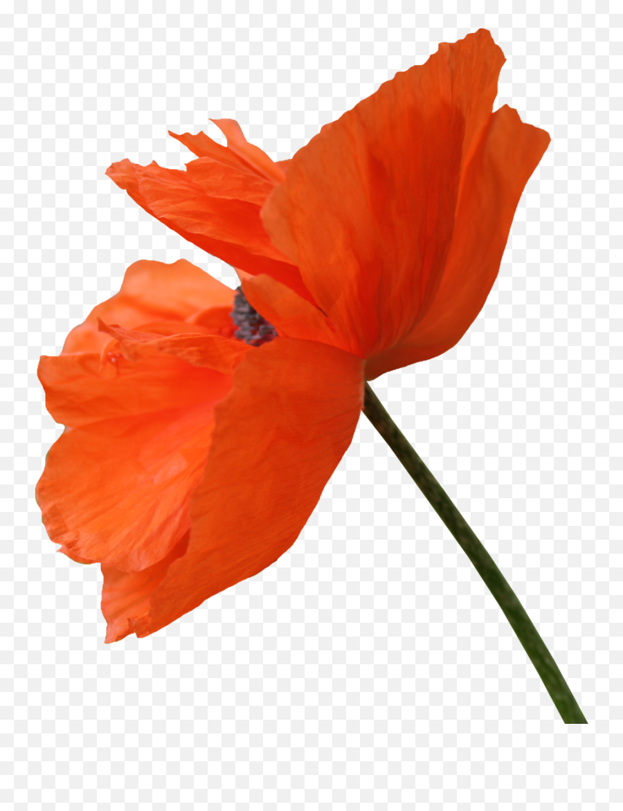 Poppy Png 3 Image - Transparent Poppy Png,Poppies Png