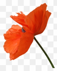 Poppy Png 3 Image - Transparent Poppy Png,Poppies Png