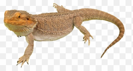 Transparent Background Bearded Dragon Clipart - png