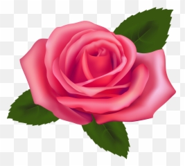 Flower Clipart Transparent - Pink Rose Png Vector