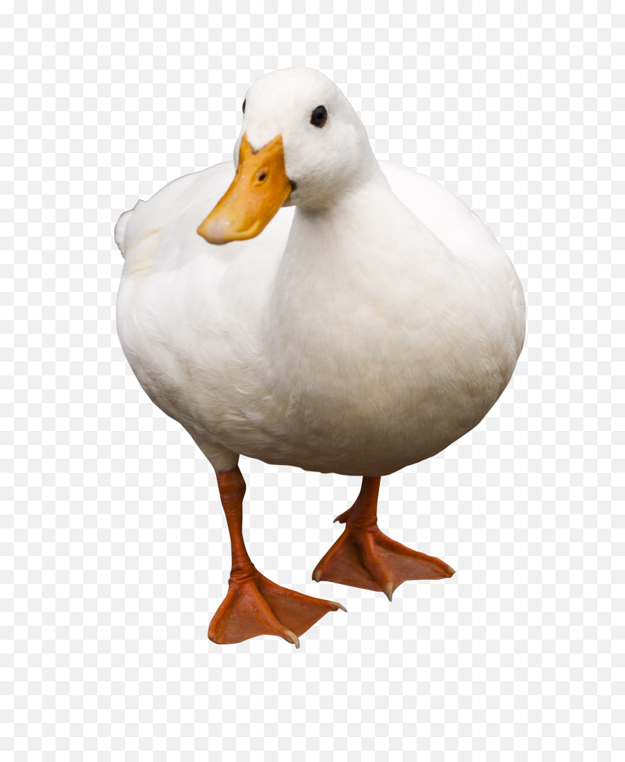 Duck Png Transparent Image - Duck Png,Duck Png