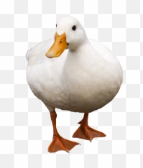 Duck Png Transparent Image - Duck Png,Duck Png