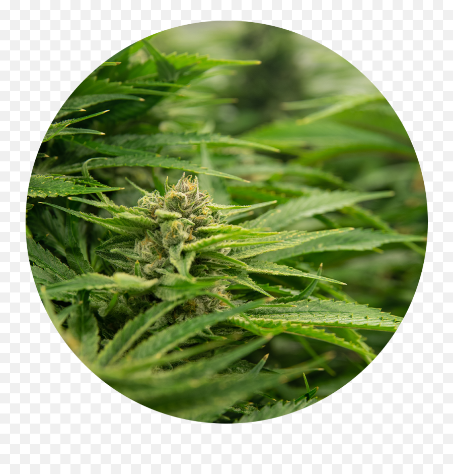 About Us - Hemp Png,Marijuana Plant Icon