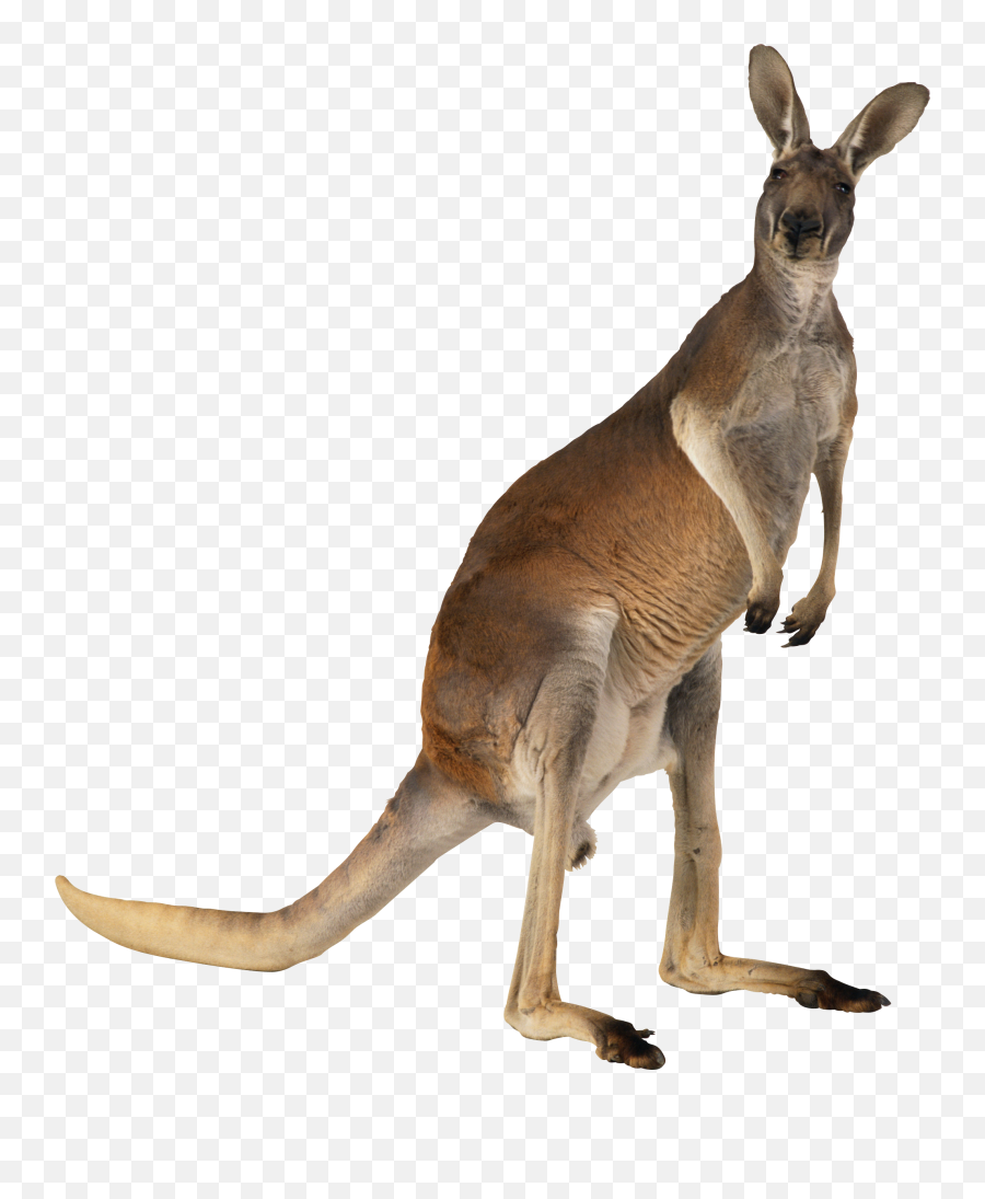 Png Kangaroo - Png Kangaroo,Kangaroo Transparent Background