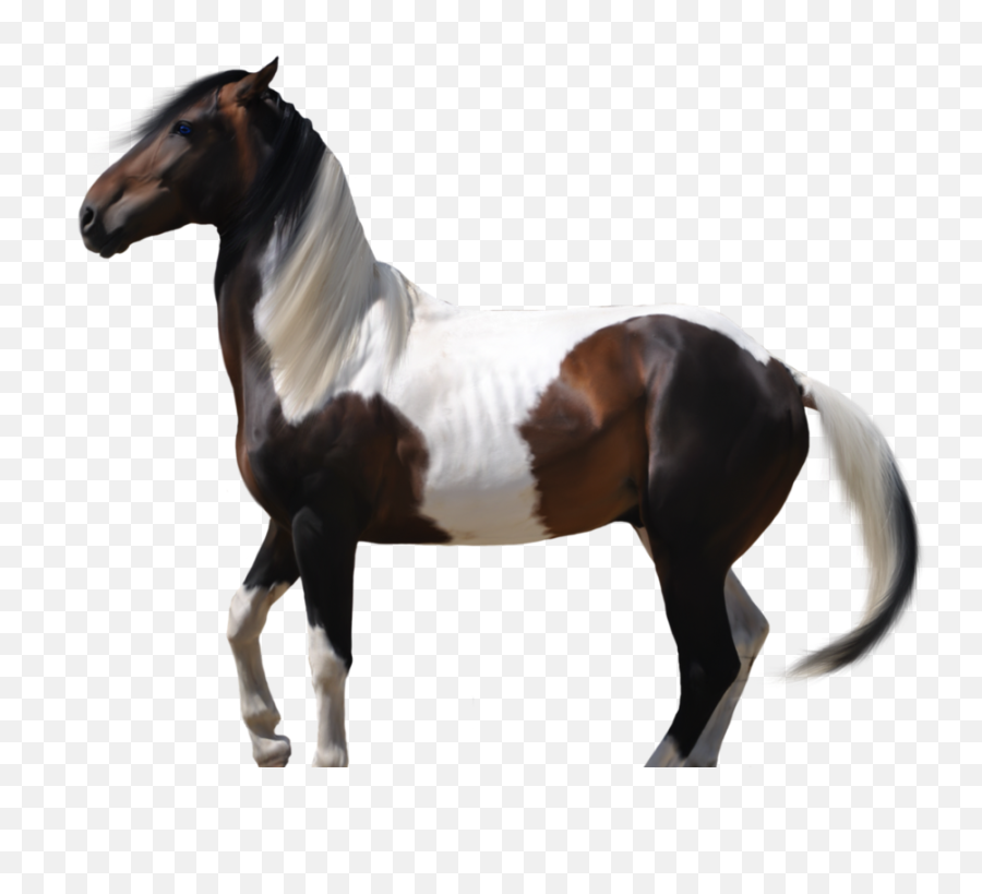 Download Free Png Caballo - Horse,Caballo Png