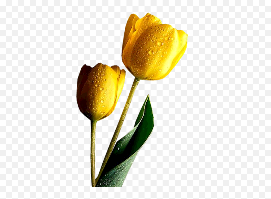 Yellow Tulip Clipart Free Download - High Resolution Yellow Tulip Png,Tulip Png