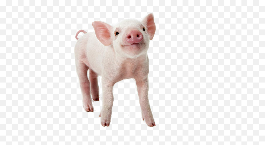 Dulcoapetente D - 6500 Vs Sodium Saccharin Norel Nutrición Baby Pig With Transparent Background Png,Pigs Png