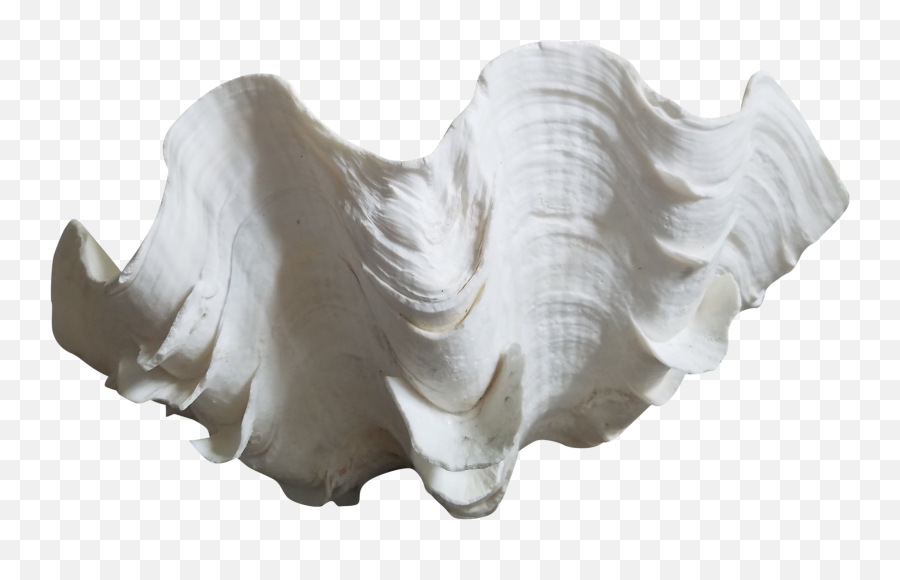 Clam Shell Png - Natural Clam Shell Specimen Sabon Home Conch,Goose Png