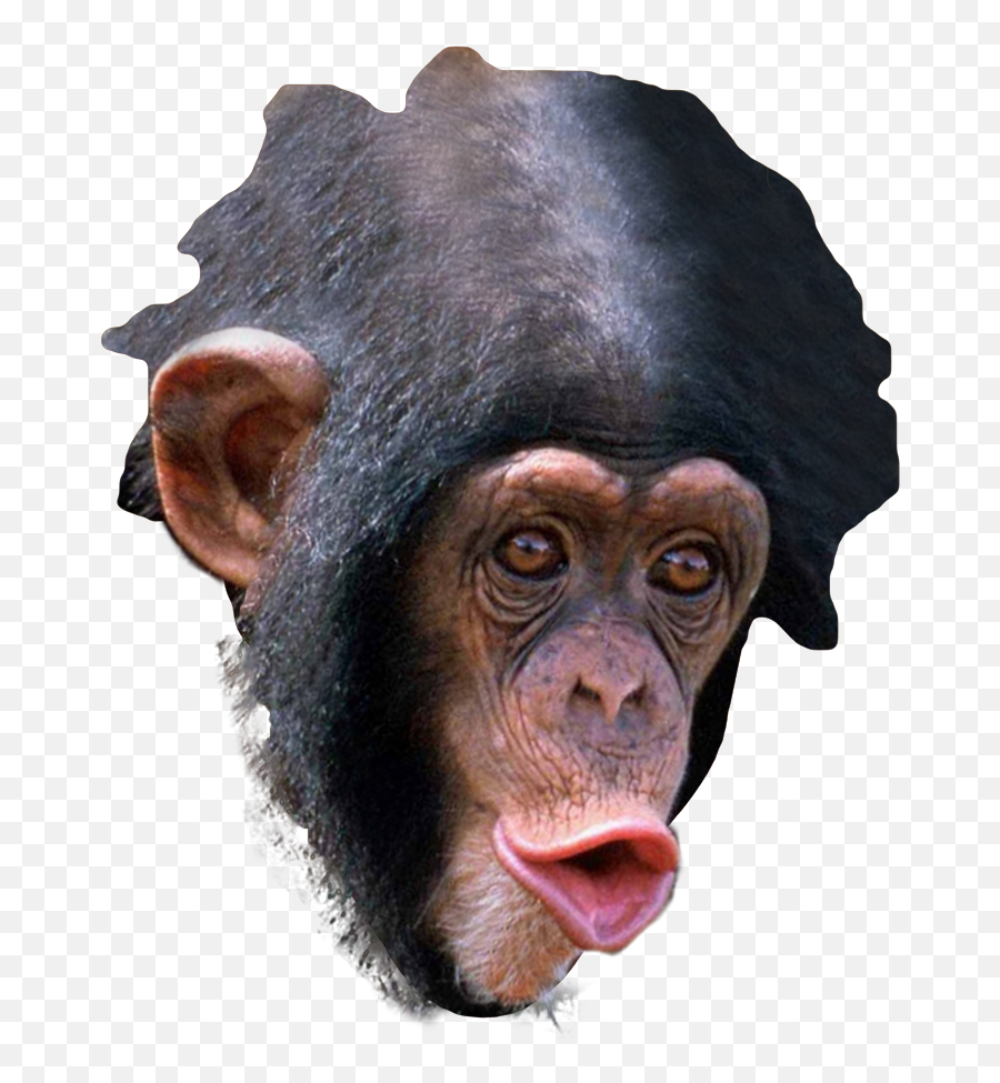 Trihard Emote Transparent Png - Trihard Emotes,Trihard Png