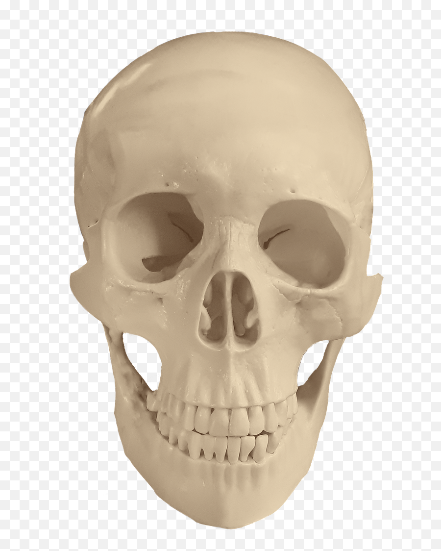 Skull Anatomy Bones Medical Study - Imagen De Un Craneo Png,Pile Of Skulls Png