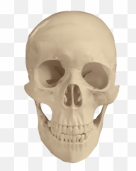 Skull Anatomy Bones Medical Study - Imagen De Un Craneo Png,Pile Of Skulls Png