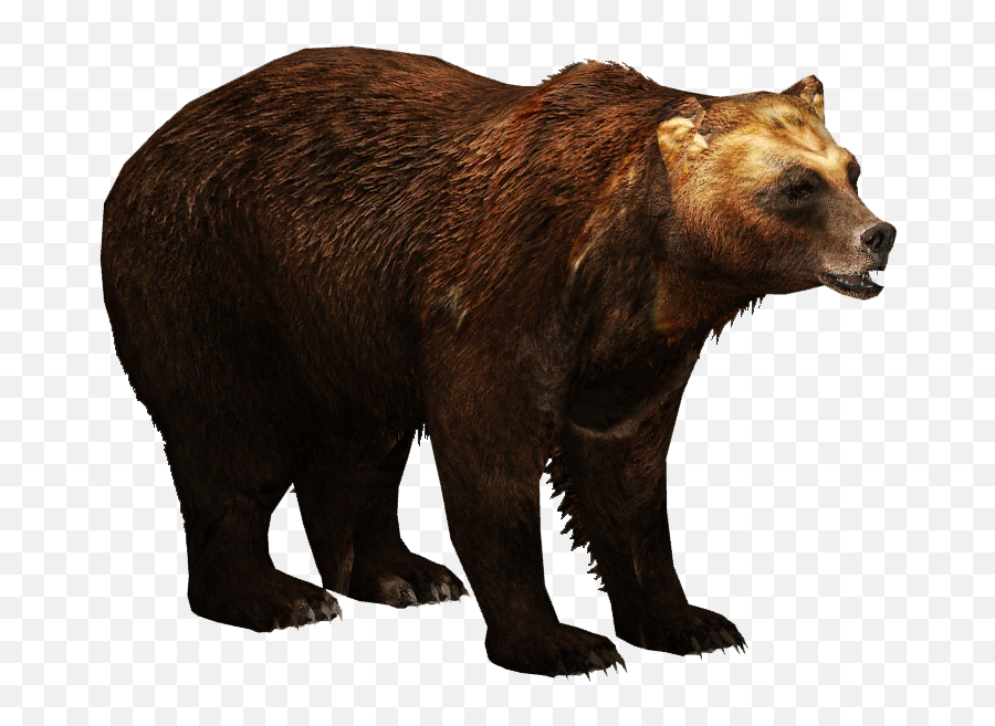 Brown Bear Png 1 Image - Brown Bears Png,Brown Bear Png