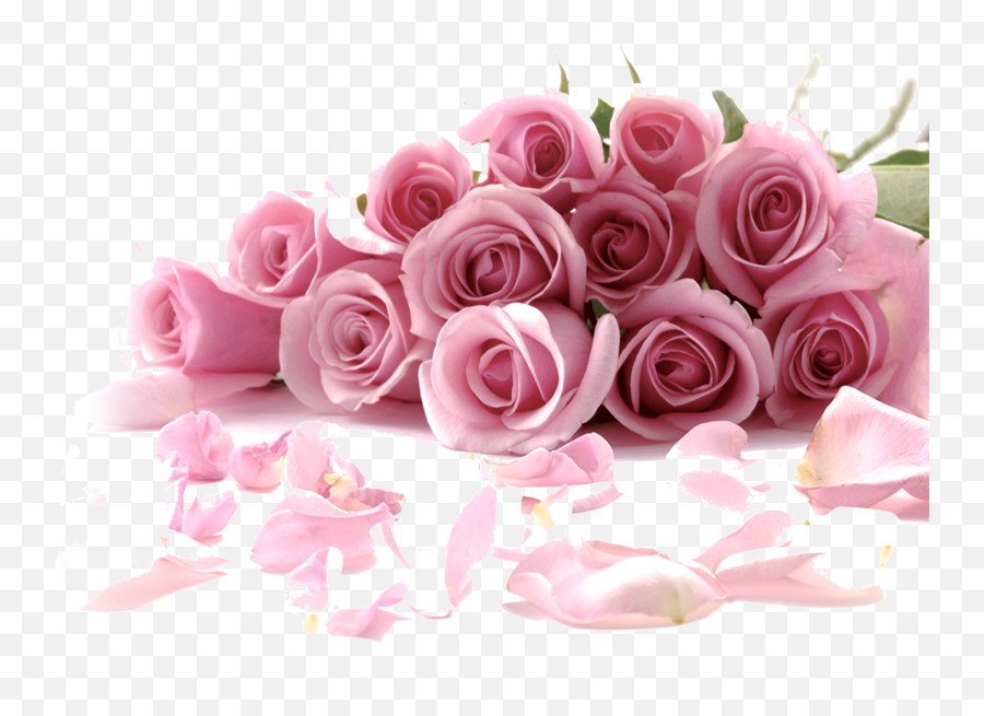Rose Flower Wallpaper - Rose Wallpaper Flowers Png,Pink Roses Png - free  transparent png images 