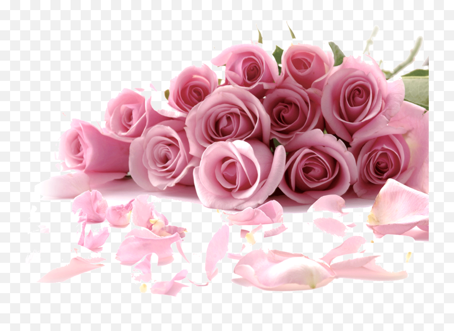 Rose Flower Wallpaper - Rose Wallpaper Flowers Png,Pink Roses Png