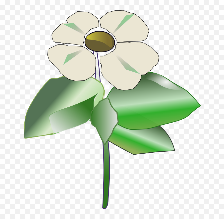 Png Pacific Dogwood Nuttallii - Pacific Dogwood Png,Dogwood Png