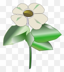 Png Pacific Dogwood Nuttallii - Pacific Dogwood Png,Dogwood Png
