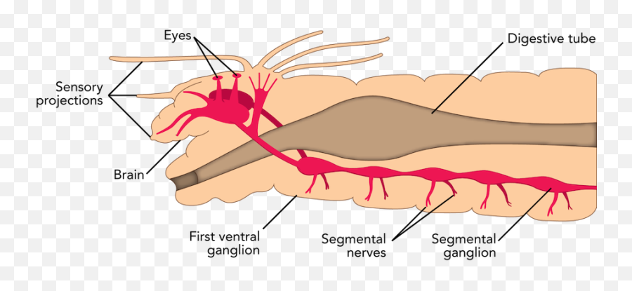 Download Nervous System - Polychaete Nervous System Diagram Png,Nervous System Png