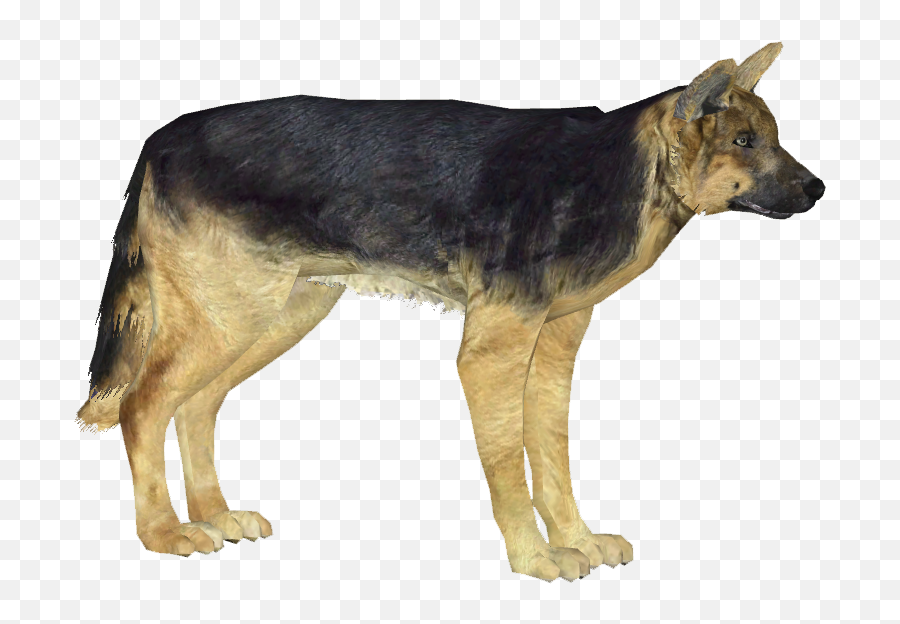 Download German Shepherd Dog 3 - German Shepherd Png,German Shepherd Png