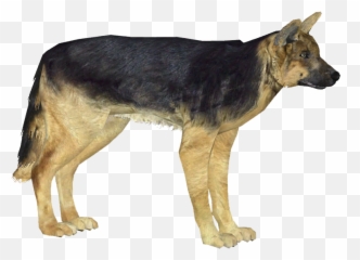 Download German Shepherd Dog 3 - German Shepherd Png,German Shepherd Png