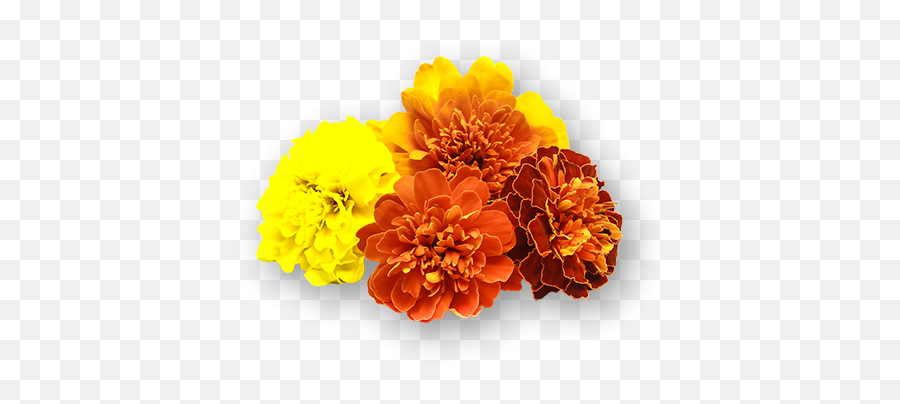 Marigold Flowers - Tagetes Patula Png,Marigold Png