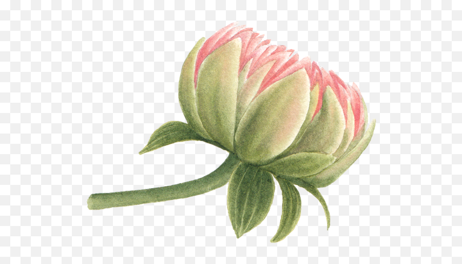 We Studio Dribbble - Red Clover Png,Green Watercolor Png