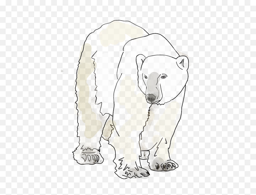 Students Mysite - Polar Bear Png,Ice Bear Png