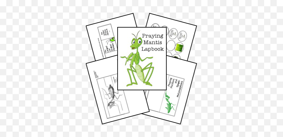 Free Praying Mantis Animal Study U0026 Lapbook Printables - Lapbook Elefante Png,Praying Mantis Png